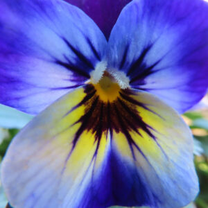 ビオラ・パンジーの花を撮影した無料写真素材