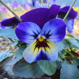 ビオラ・パンジーの花を撮影した無料写真素材
