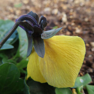 ビオラ・パンジーの花を撮影した無料写真素材