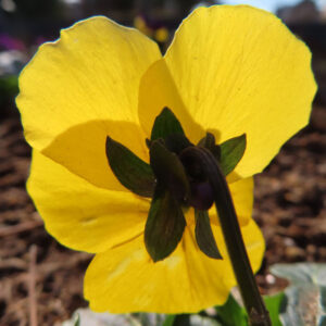 ビオラ・パンジーの花を撮影した無料写真素材