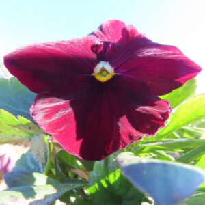 ビオラ・パンジーの花を撮影した無料写真素材