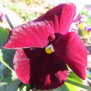 ビオラ・パンジーの花を撮影した無料写真素材