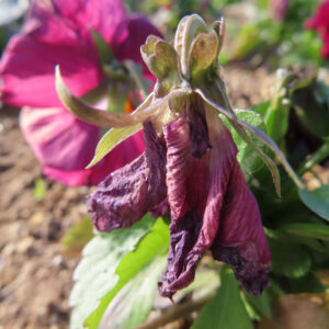 ビオラ・パンジーの花を撮影した無料写真素材