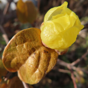ロウバイの花を撮影した無料写真素材