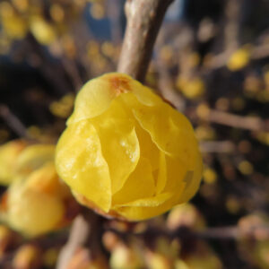 ロウバイの花を撮影した無料写真素材