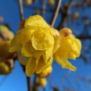 ロウバイの花を撮影した無料写真素材