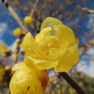 ロウバイの花を撮影した無料写真素材
