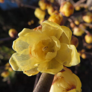 ロウバイの花を撮影した無料写真素材