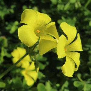 オオキバナカタバミの花を撮影した無料写真素材