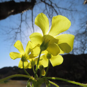 オオキバナカタバミの花を撮影した無料写真素材