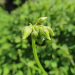 オオキバナカタバミの花を撮影した無料写真素材