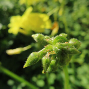 オオキバナカタバミの花を撮影した無料写真素材