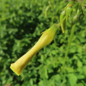 オオキバナカタバミの花を撮影した無料写真素材