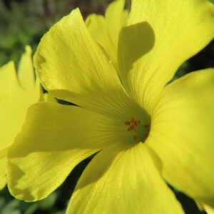 オオキバナカタバミの花を撮影した無料写真素材