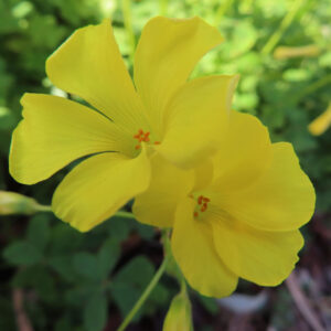 オオキバナカタバミの花を撮影した無料写真素材