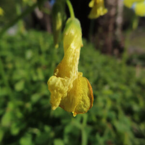 オオキバナカタバミの花を撮影した無料写真素材