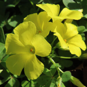 オオキバナカタバミの花を撮影した無料写真素材