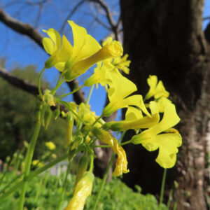 オオキバナカタバミの花を撮影した無料写真素材