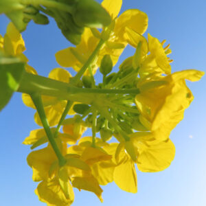 ナノハナの花を撮影した無料写真素材