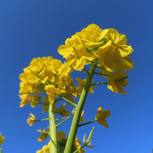 ナノハナの花を撮影した無料写真素材