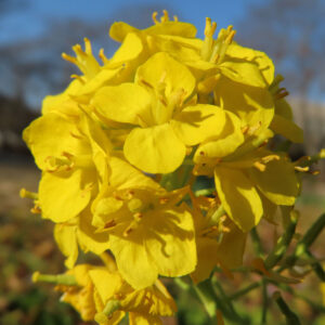 ナノハナの花を撮影した無料写真素材