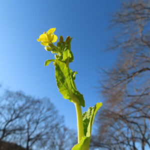 ナノハナの花を撮影した無料写真素材