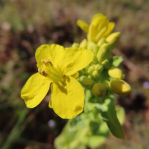 ナノハナの花を撮影した無料写真素材