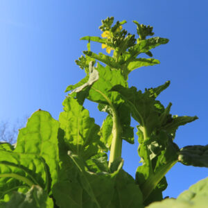 ナノハナの花を撮影した無料写真素材