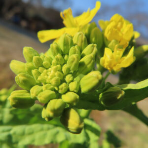 ナノハナの花を撮影した無料写真素材