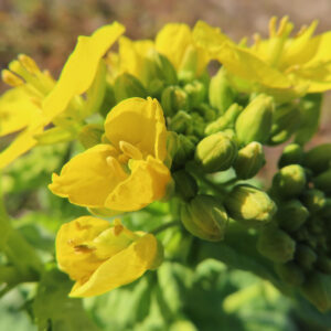 ナノハナの花を撮影した無料写真素材
