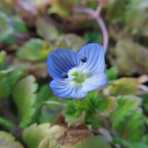オオイヌノフグリの花を撮影した無料写真素材