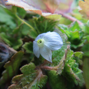 オオイヌノフグリの花を撮影した無料写真素材