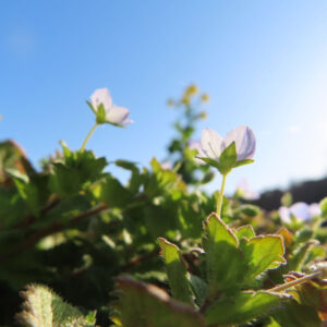 オオイヌノフグリの花を撮影した無料写真素材