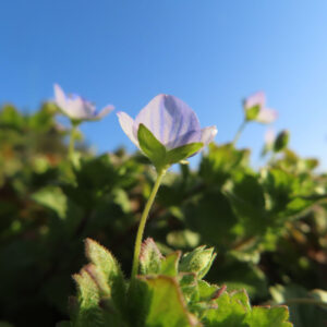 オオイヌノフグリの花を撮影した無料写真素材