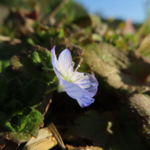 オオイヌノフグリの花を撮影した無料写真素材