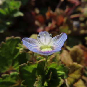オオイヌノフグリの花を撮影した無料写真素材