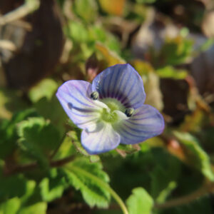 オオイヌノフグリの花を撮影した無料写真素材