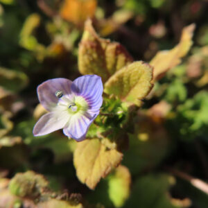 オオイヌノフグリの花を撮影した無料写真素材
