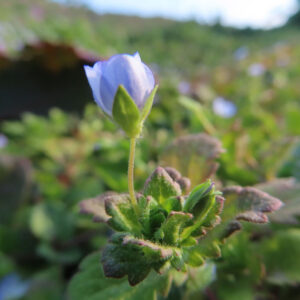 オオイヌノフグリの花を撮影した無料写真素材