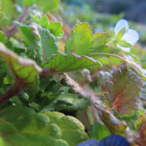 オオイヌノフグリの花を撮影した無料写真素材
