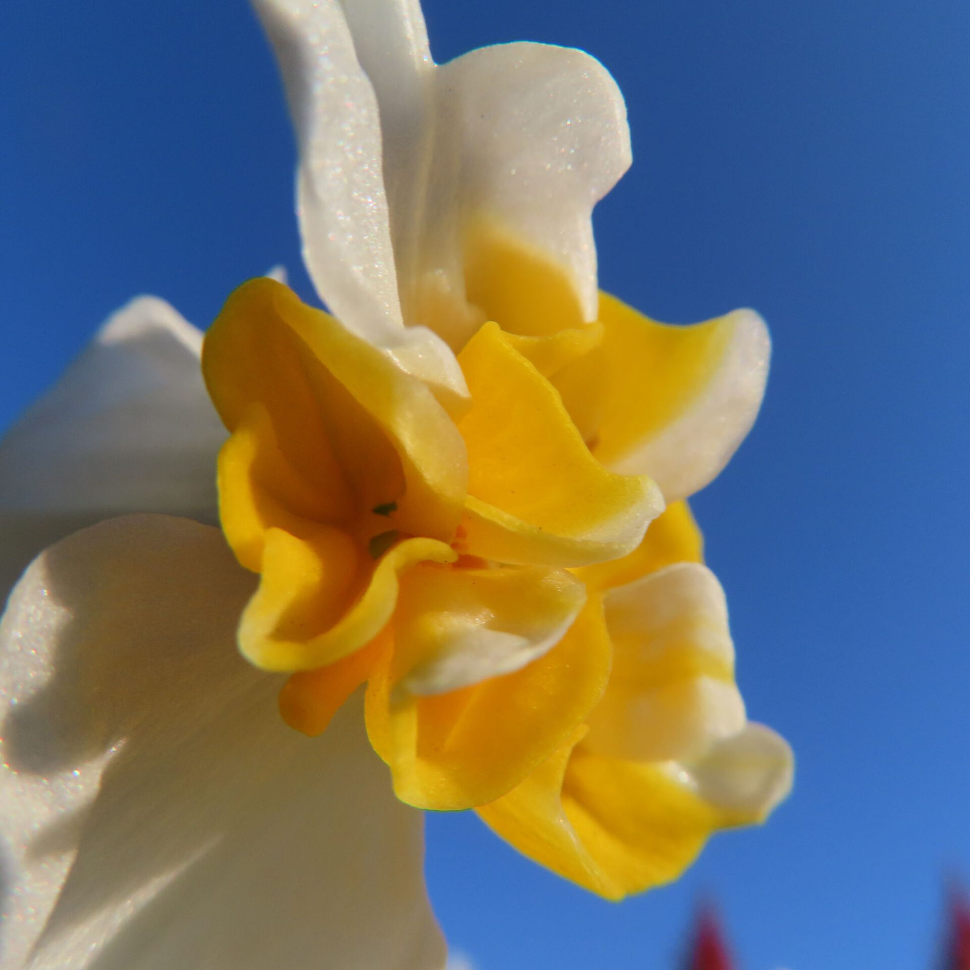 スイセンの無料写真