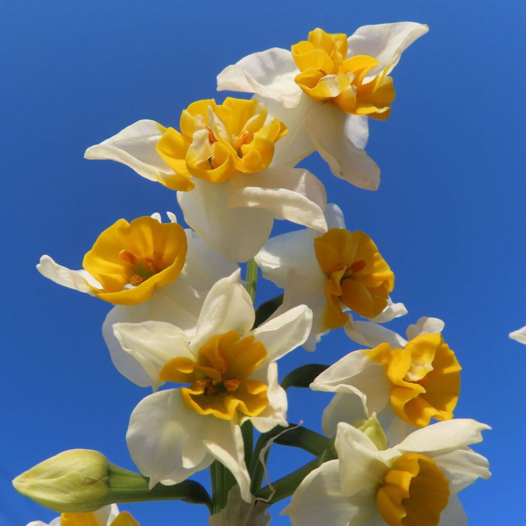 スイセンの無料写真