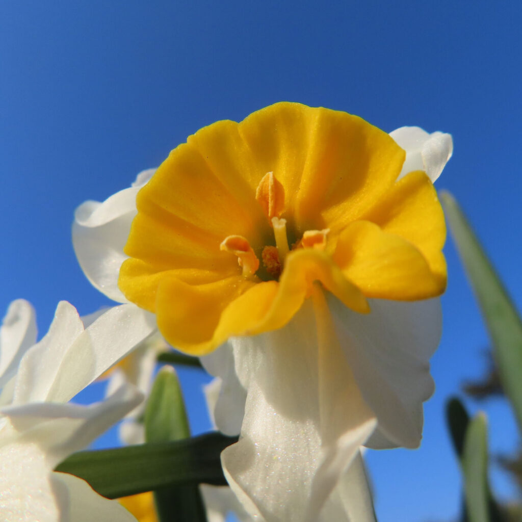 スイセンの無料写真