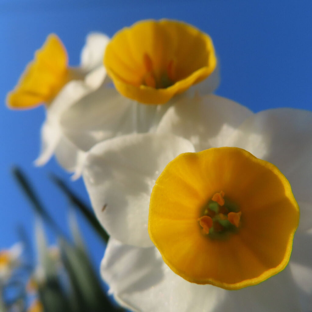 スイセンの無料写真