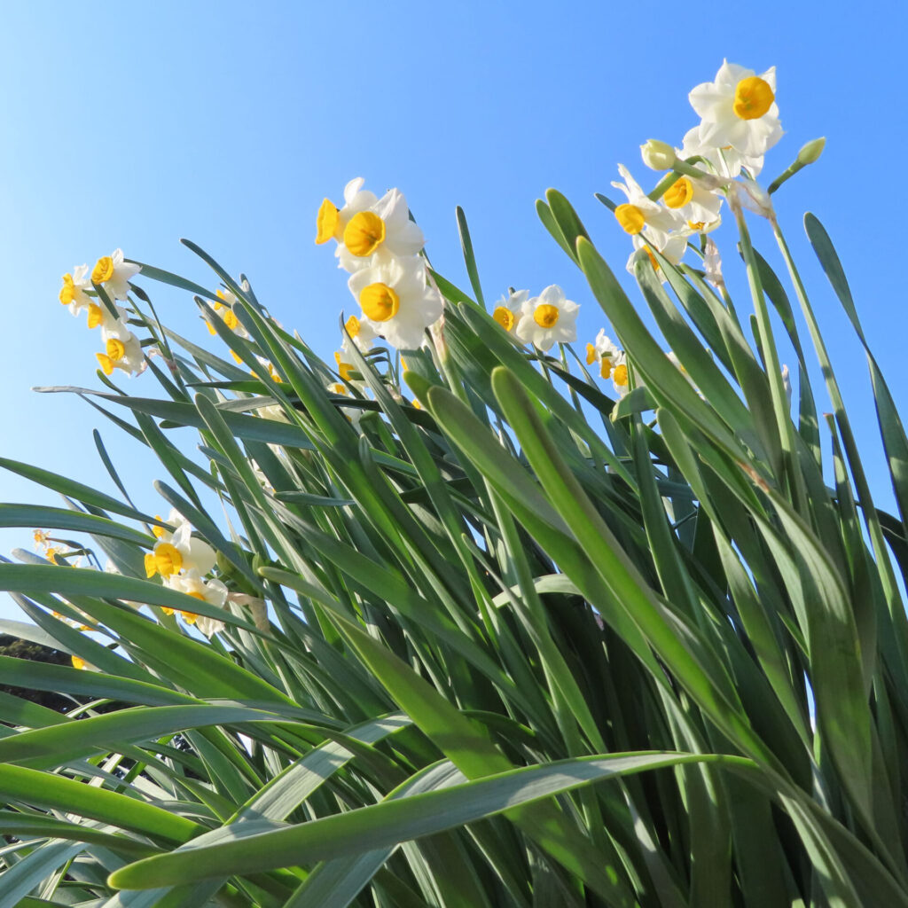 スイセンの無料写真