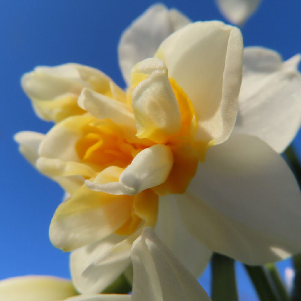 スイセンの無料写真