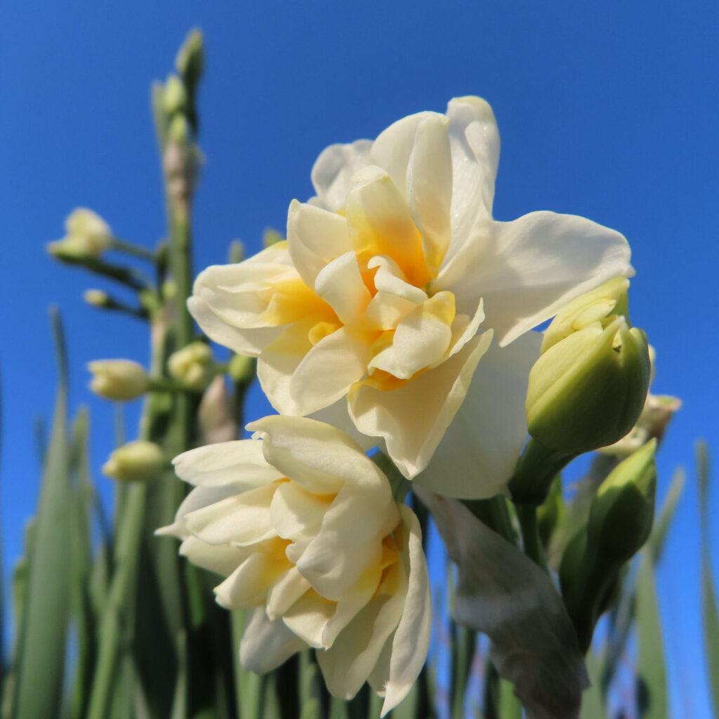 スイセンの無料写真