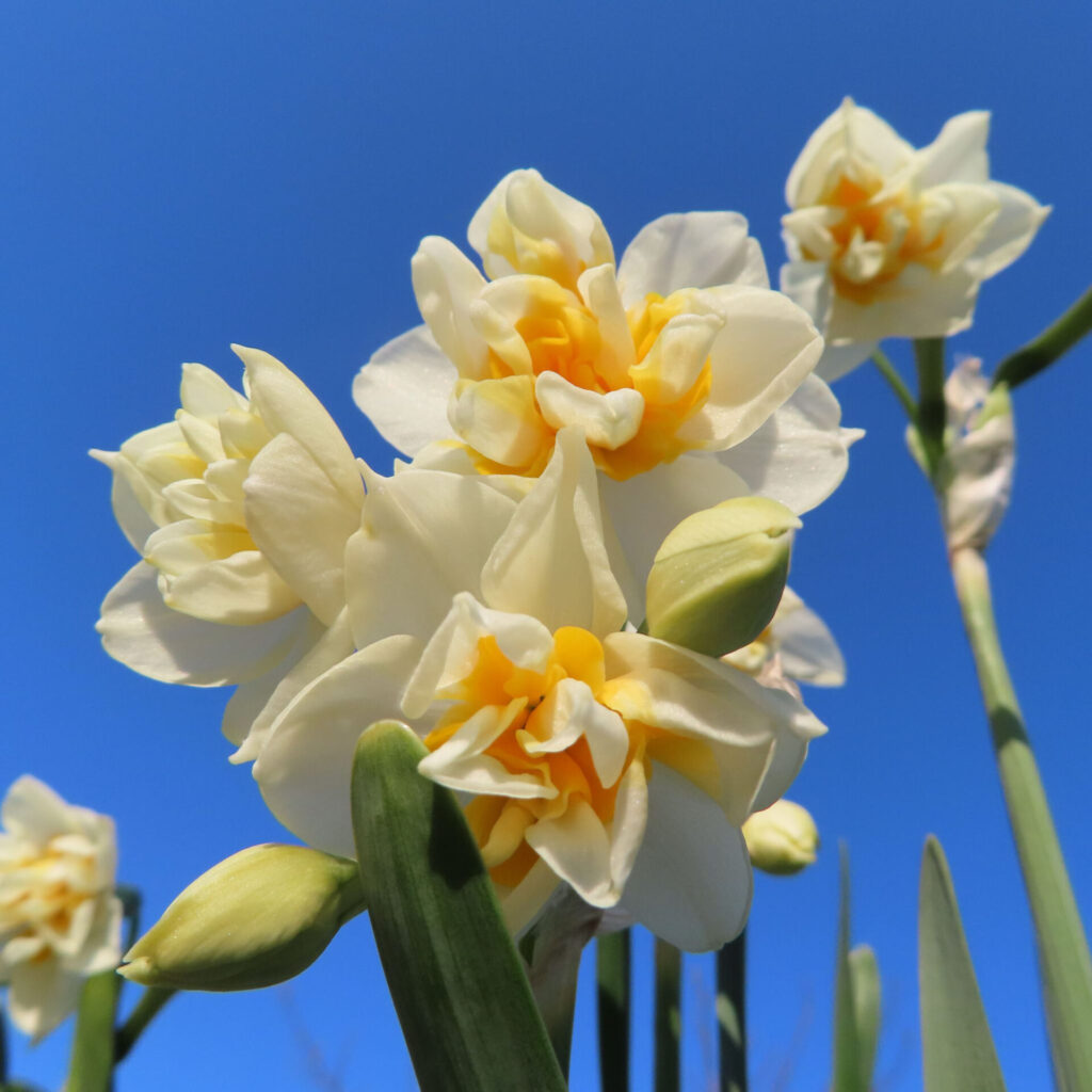 スイセンの無料写真