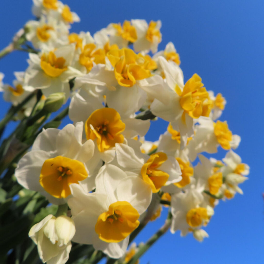 スイセンの無料写真