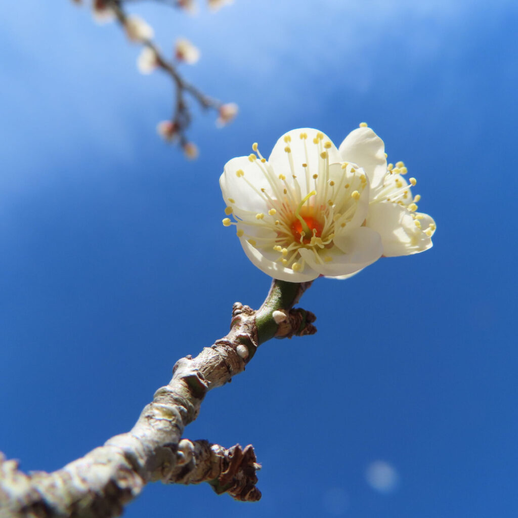 ウメの無料（フリー）写真